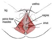 Pelvic muscles training