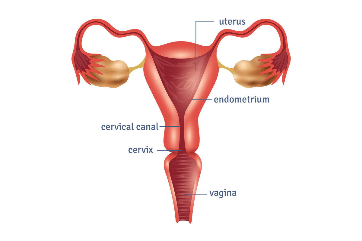 The position of the cervix
